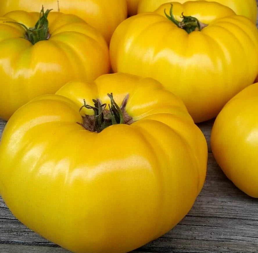Yellow Beefsteak Tomato Seeds - 20+ Indeterminate Garden Vegetables - Solanum lycopersicum - Juicy Yellow Tomatoes for Home Gardening