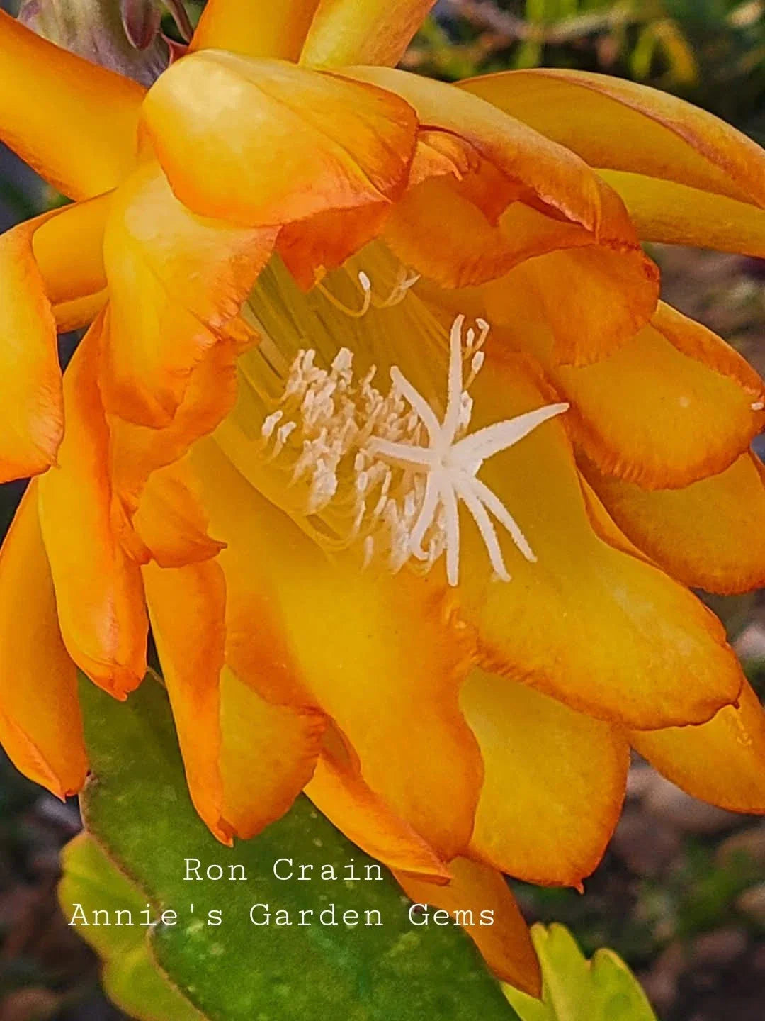 Epiphyllum Ron Crain Cuttings - Unrooted Orchid Cactus - 8 to 10 Inches - Unique Houseplant Variety - Epiphyllum Hybrid