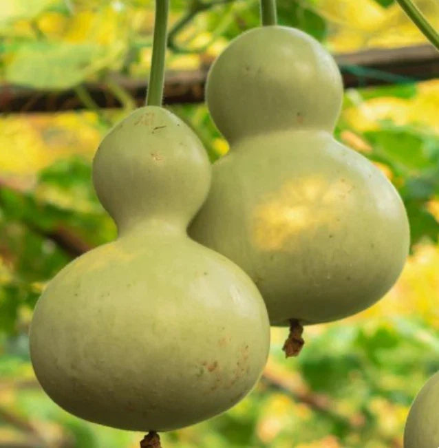 Heirloom Gourd Birdhouse Seeds - 15 Non-GMO Decorative Gourds - Lagenaria siceraria - USA Grown for Bird Lovers