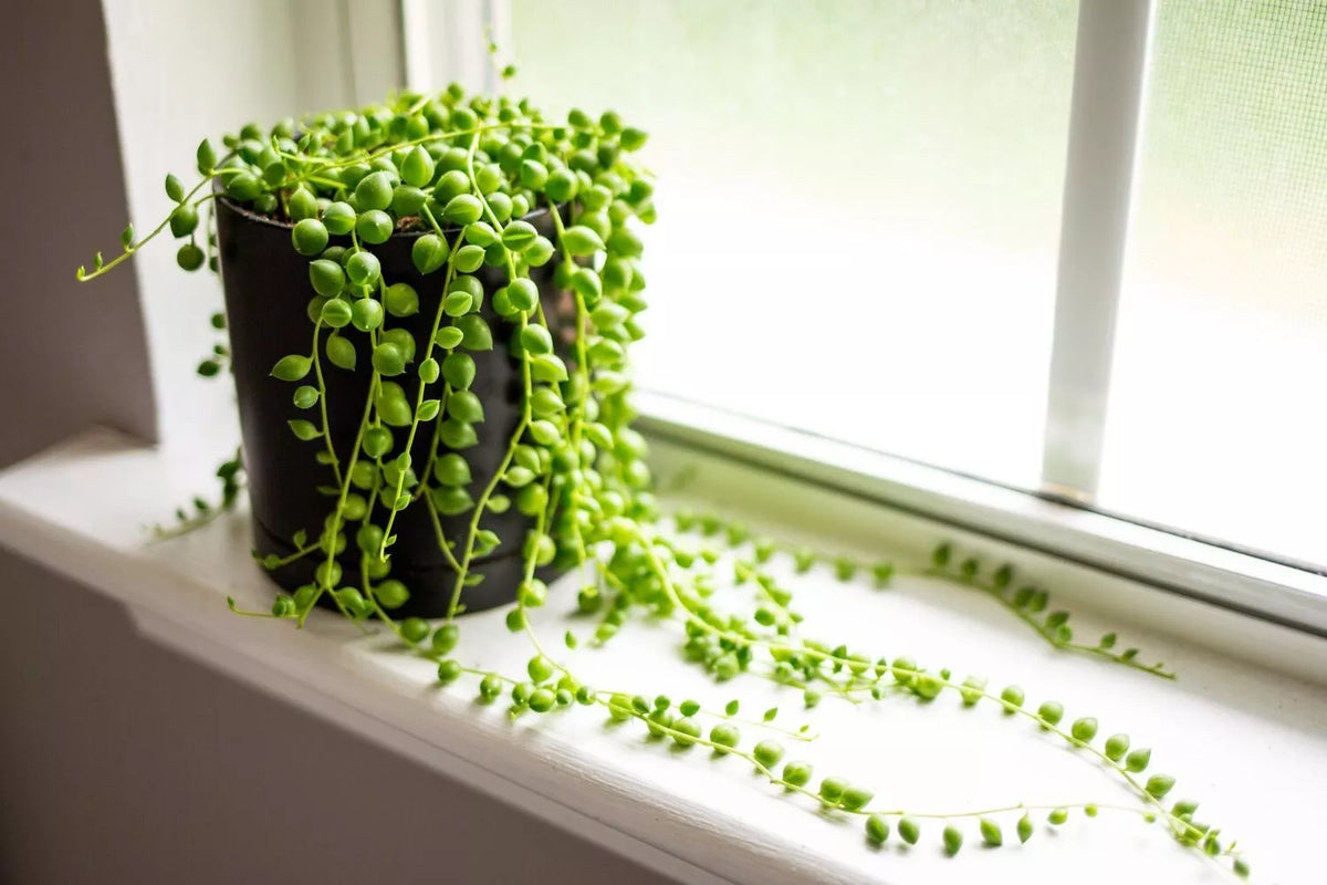 String of Pearls Cuttings 3-4 Inch Senecio Rowleyanus for Rooting, Trailing Succulent Plant Propagation