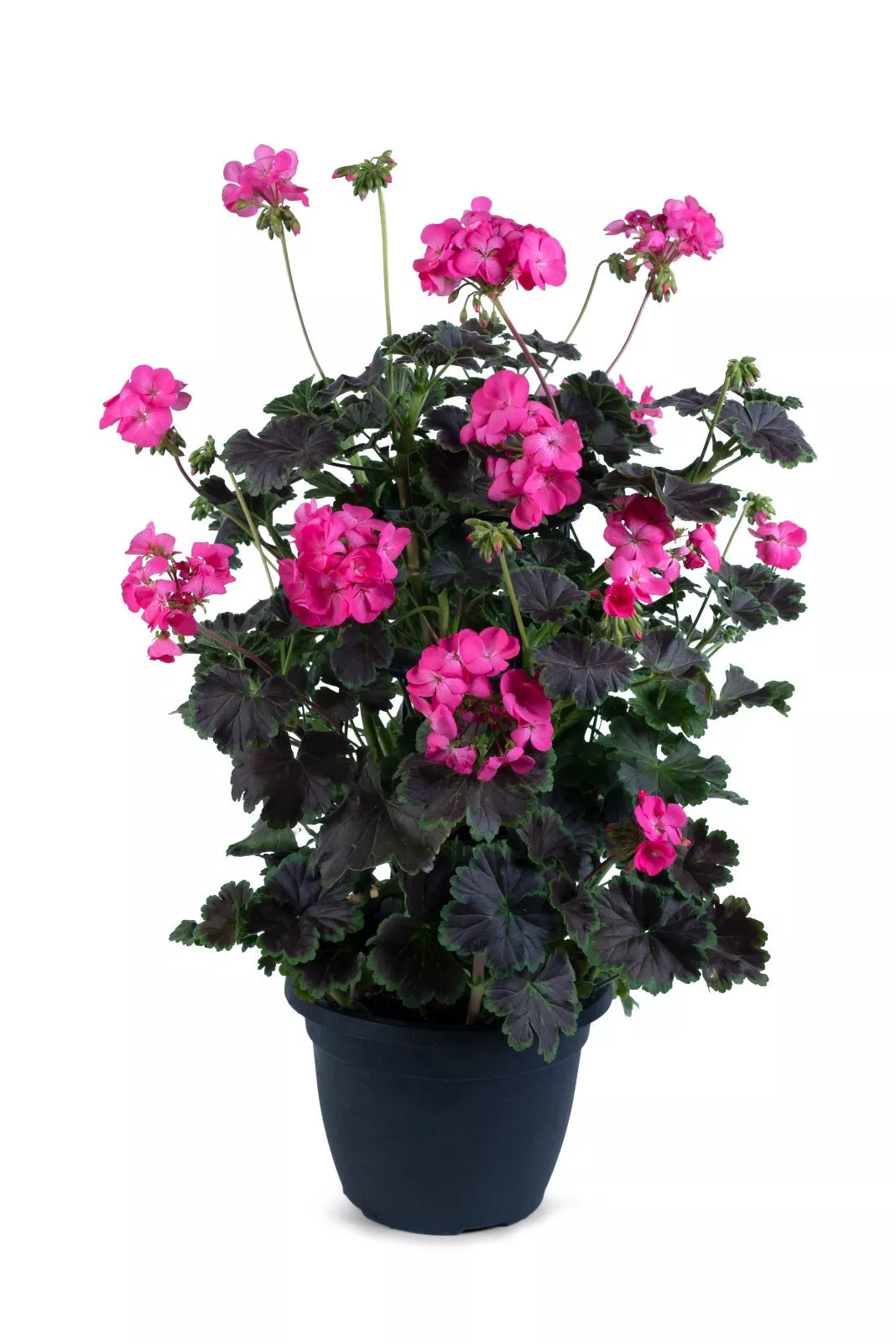 Climbing Geranium Plants 4 Plugs Hot Pink Flowers Pelargonium zonale 'Tall Dark & Handsome' Live Annual Starter Plants