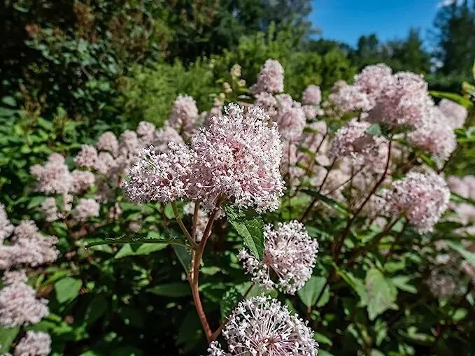 New Jersey Tea Seeds - 50 Seeds - Ceanothus Americanus - Blooming Shrub for Pollinators - Drought-Tolerant Garden Plant