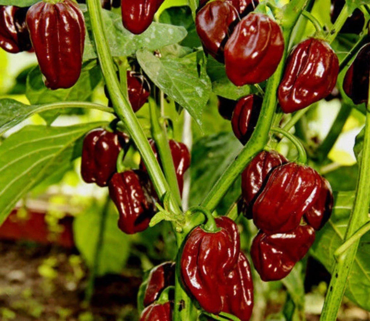 Chocolate Habanero Pepper Seeds - 20+ Heirloom Seeds - Spicy Variety - Capsicum chinense - Ideal for Gardening and Culinary Use