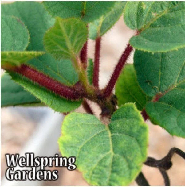 Tomuri Male Kiwi Plant - 3-Inch Pot - Actinidia chinensis - Live Green Kiwi for Pollination and Fruit Production