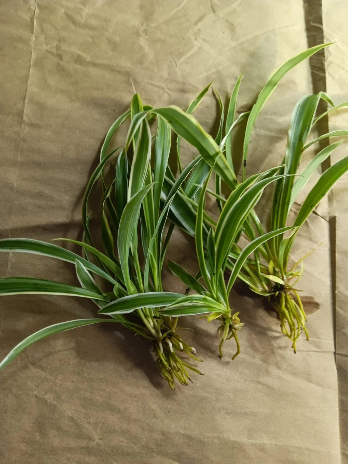 Reverse Variegated Spider Plant Pups - Easy Air-Purifying Houseplant - Chlorophytum comosum 'Variegatum' - Live Plant Pups