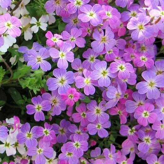 Virginia Stock Wildflower Seeds - 100 Count - Colorful Cut Flower Variety - Malcolmia maritima - Attracts Pollinators