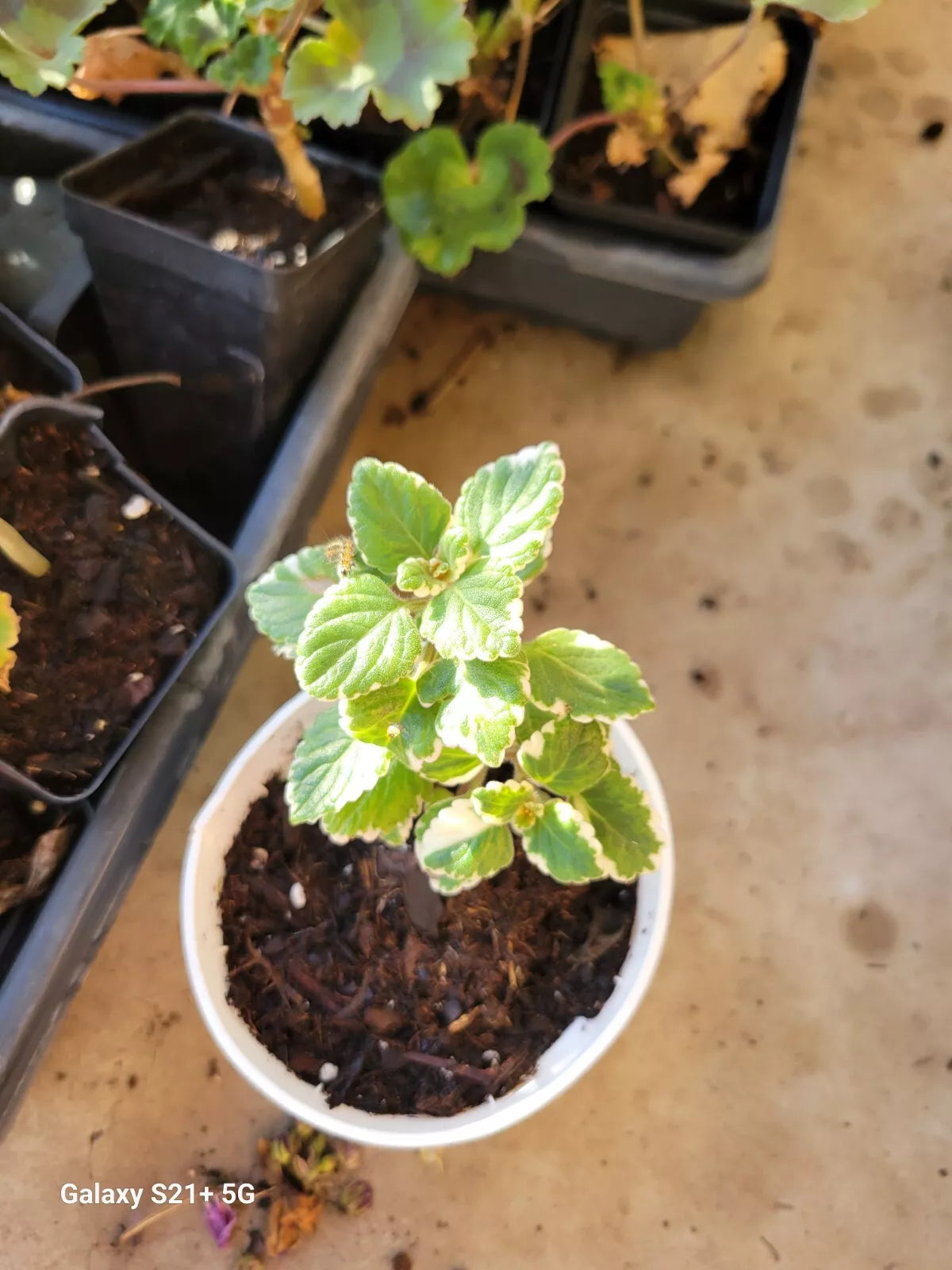 Live Plant Plugs Cuban Oregano Variegated Plectranthus Variegata Aromatic Herb for Garden and Home