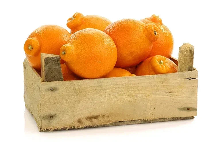Tangelo Orange Seeds - 5+ Pack - Citrus reticulata - Non-GMO Garden Seeds for Home Planting - USA Grown