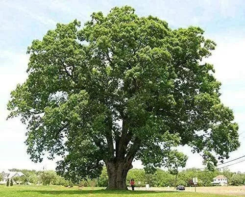 Black Willow Tree Cuttings 6 Pack - Shade & Privacy Tree - Salix nigra - Fast-Growing, Low Maintenance, Wildlife-Friendly