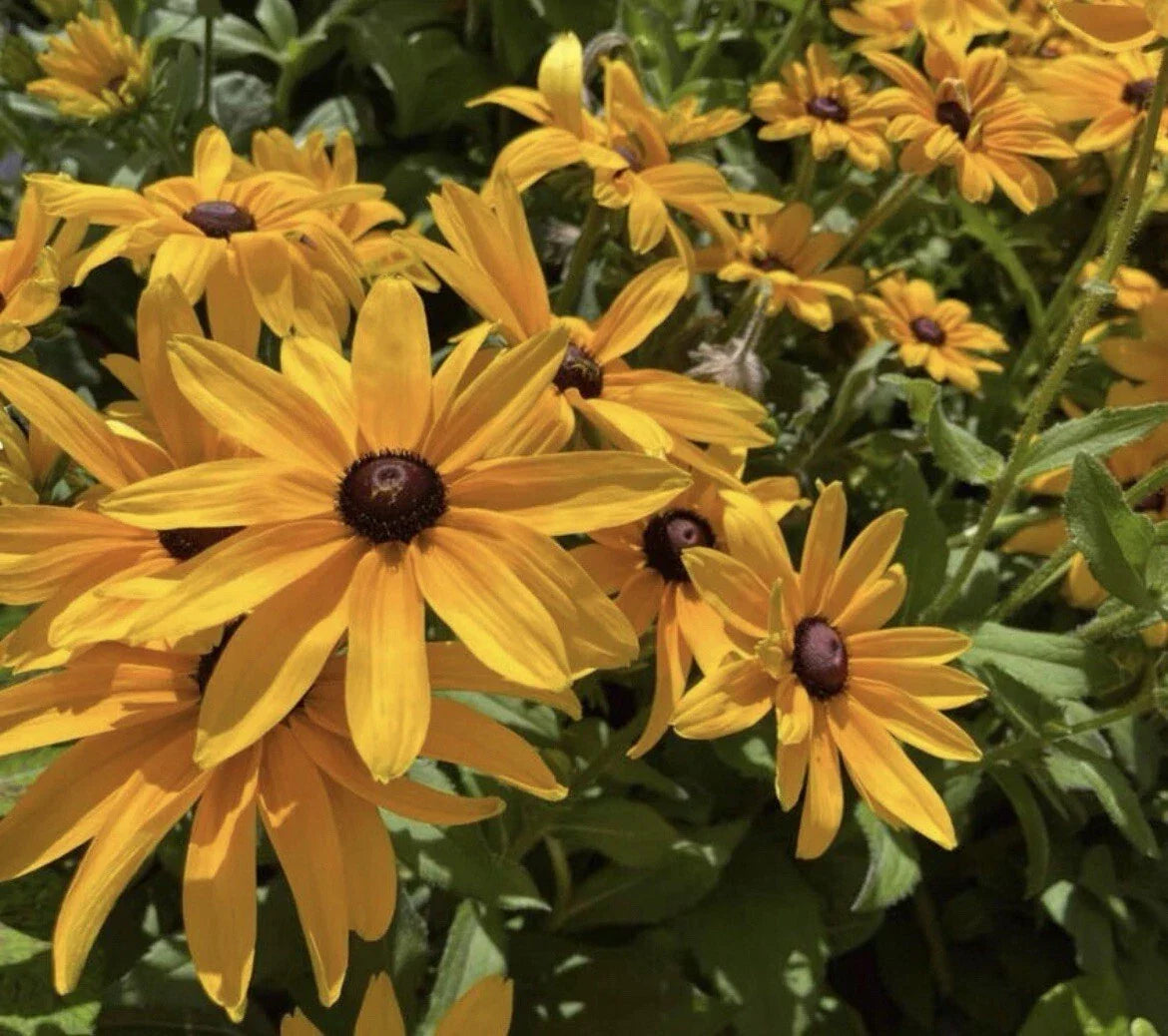 Black-Eyed Susan Seeds - 200+ Seeds - Rudbeckia hirta - Hardy Perennial Flower Seeds for Vibrant Garden Planting