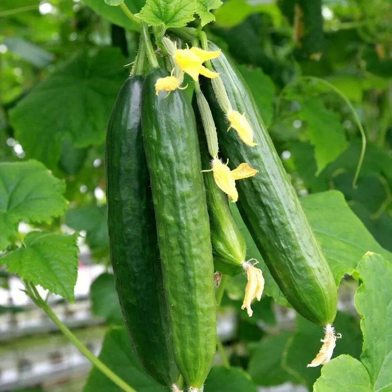 Persian Cucumber Seeds | Beit Alpha F1 | Burpless Lebanese Variety | Cucumis sativus | Non-Bitter, High Yield Seeds