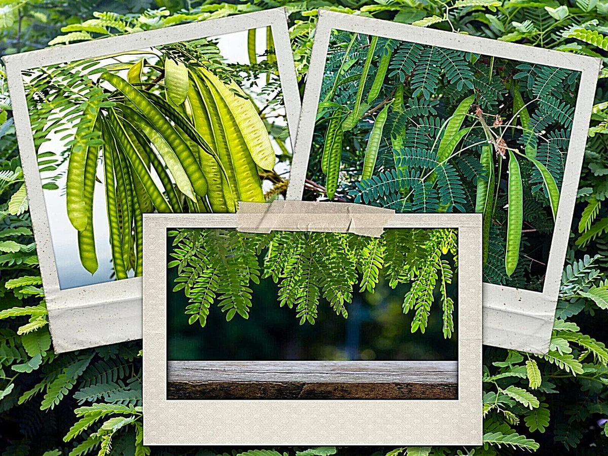 Koa Haole Tamarind Tree Seeds - 50+ Miracle Leadtree Seeds - Leucaena leucocephala - Hardy, Fast-Growing Tropical Shrub