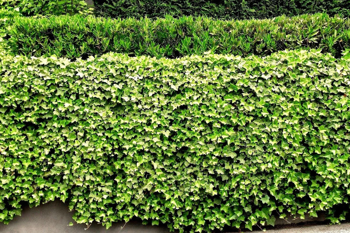 English Ivy Live Roots - 5 Pack - Green Ground Cover Plants - Hedera helix - Ideal for Patios and Lawn Fencing