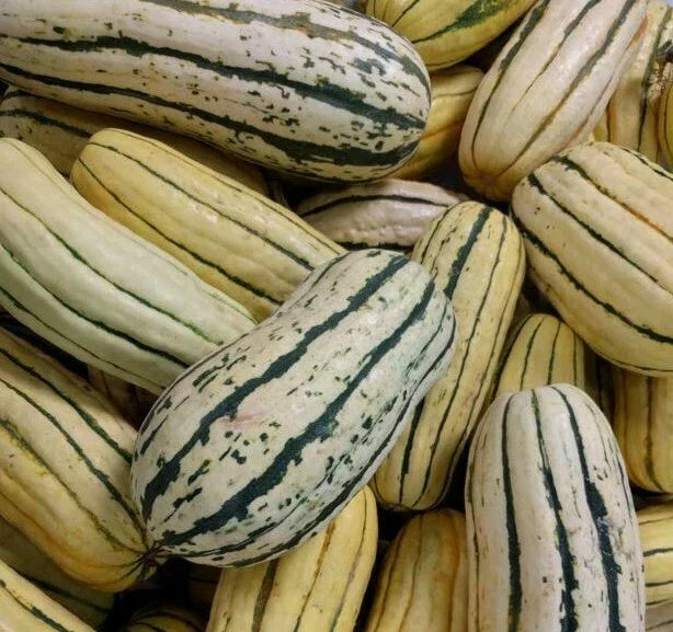 Delicata Squash Seeds - 20+ Heirloom Seeds for Winter Squash - Cucurbita pepo - Creamy Yellow Skin with Green Stripes