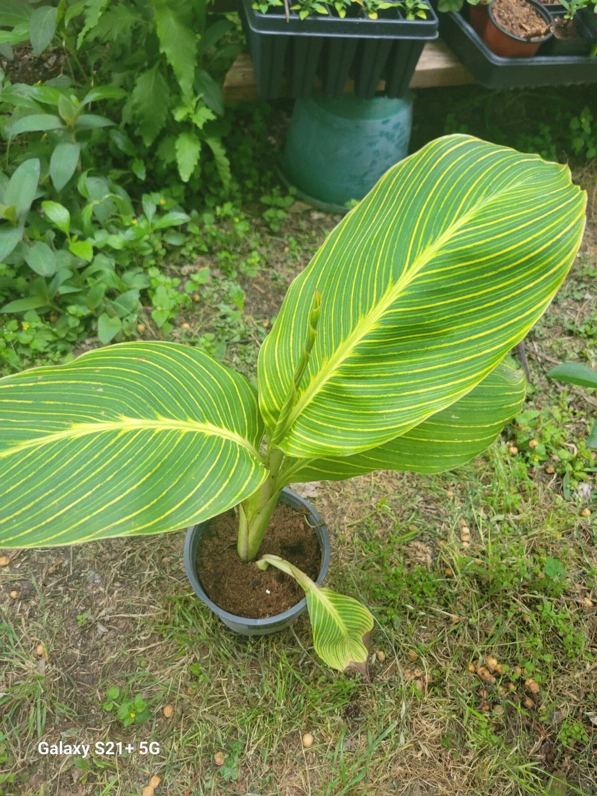 Tiger Stripe Canna Lily Plant - 1 Gallon Pot - Canna indica - Exotic Foliage & Colorful Blooms - Low Maintenance Garden Plant