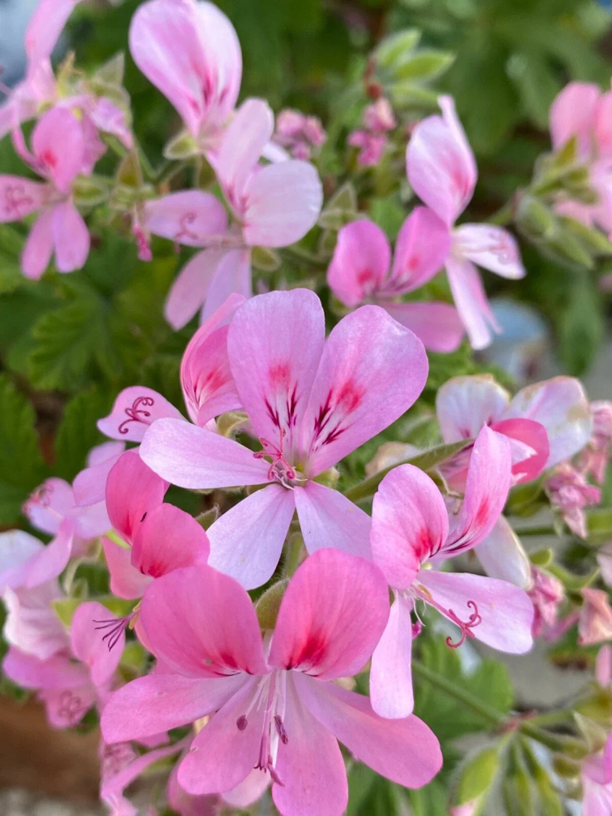 Fragrant Light Pink Geranium Cuttings - 3 Rooting Cuttings (Pelargonium) - Easy Care, Quick Ship, Ideal for Garden & Home