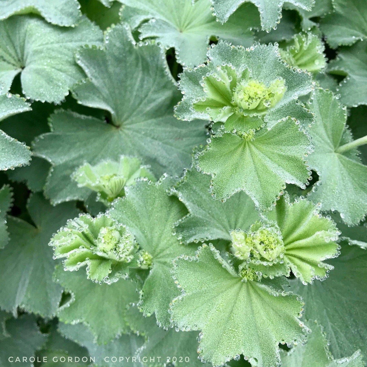 Lady's Mantle Bare Root Starter Plants - Alchemilla Mollis Perennial - 2 Pack - USA Grown - Low Maintenance Garden Plants