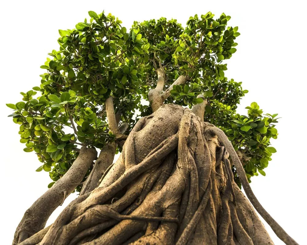 Bonsai Tree Seeds - 20 Indian Banyan Seeds - Ficus benghalensis - Ideal for Indoor Gardens and Cultivation