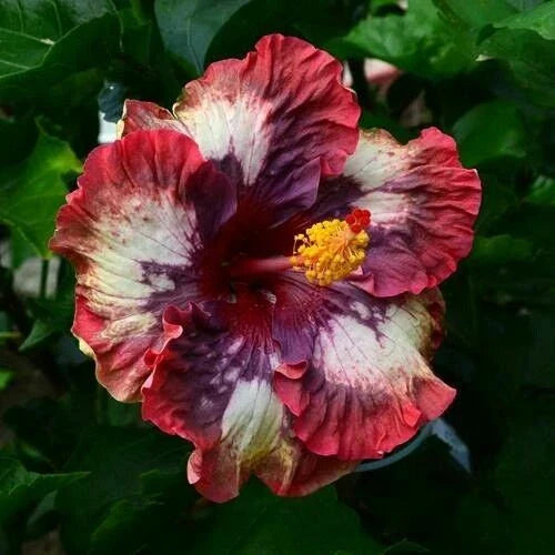 Hibiscus Seeds - 20 Cream Pink Flower Seeds - Perennial Blooms - Hibiscus rosa-sinensis - Easy to Grow Garden Plants