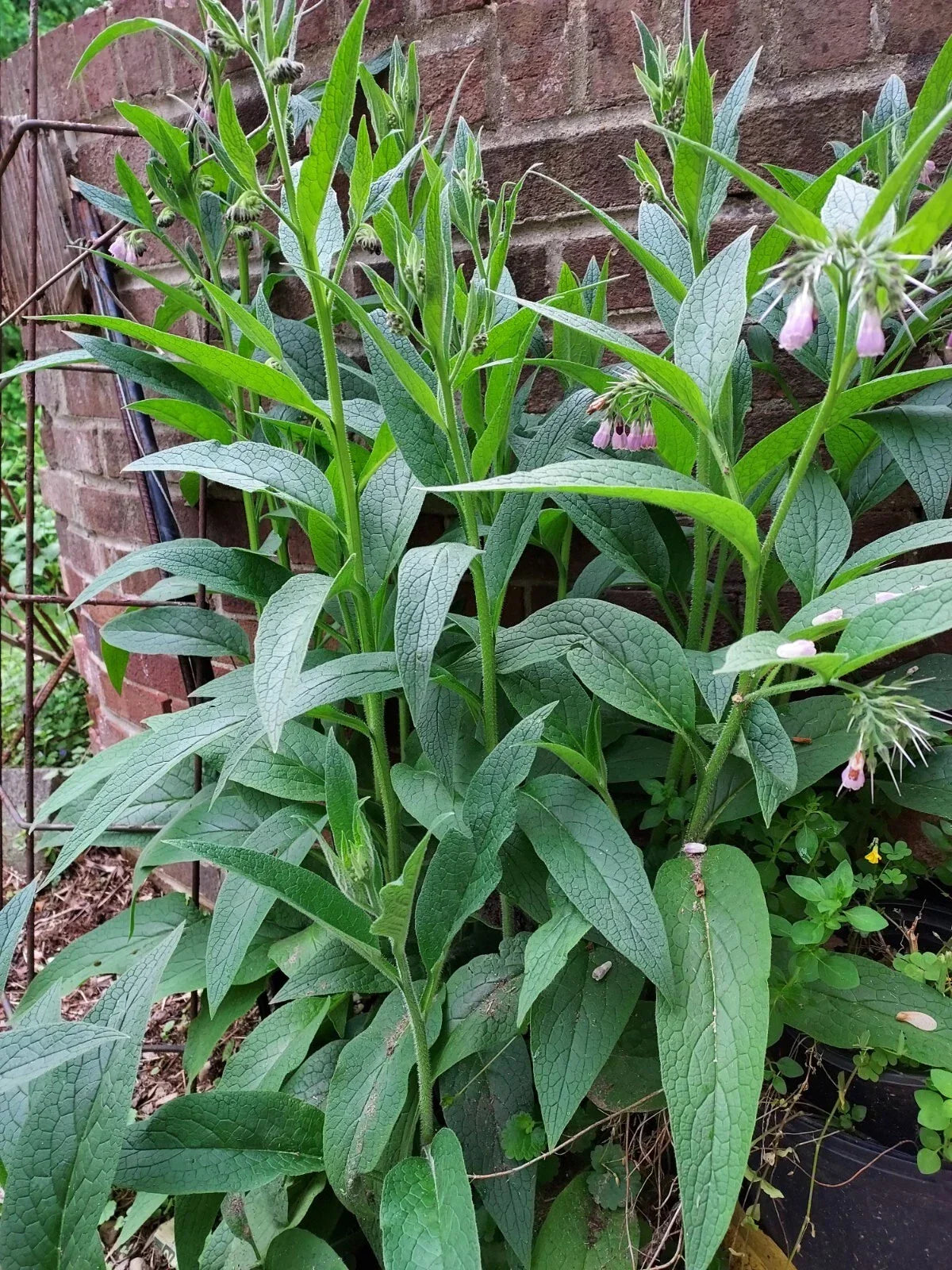 Semi-Dry Whole Comfrey Leaves 2024 Harvest for Salves, Creams, Baths - Symphytum officinale