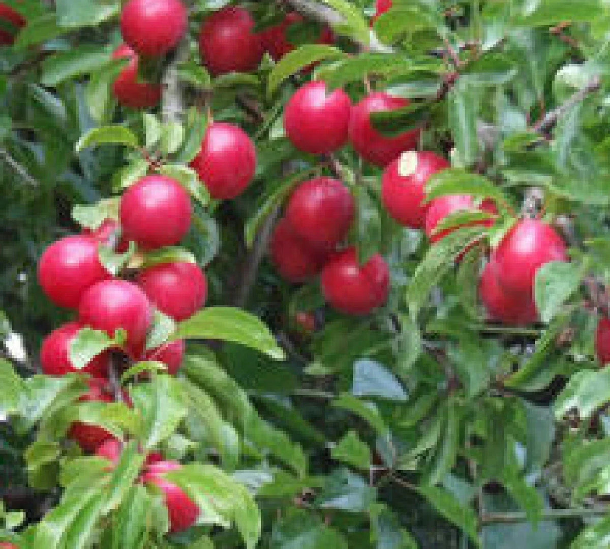 Cherry Plum Tree Seedling - Live Dormant Plant - Sweet-Tart Plums - Prunus cerasifera - Ideal for Gardens & Patios