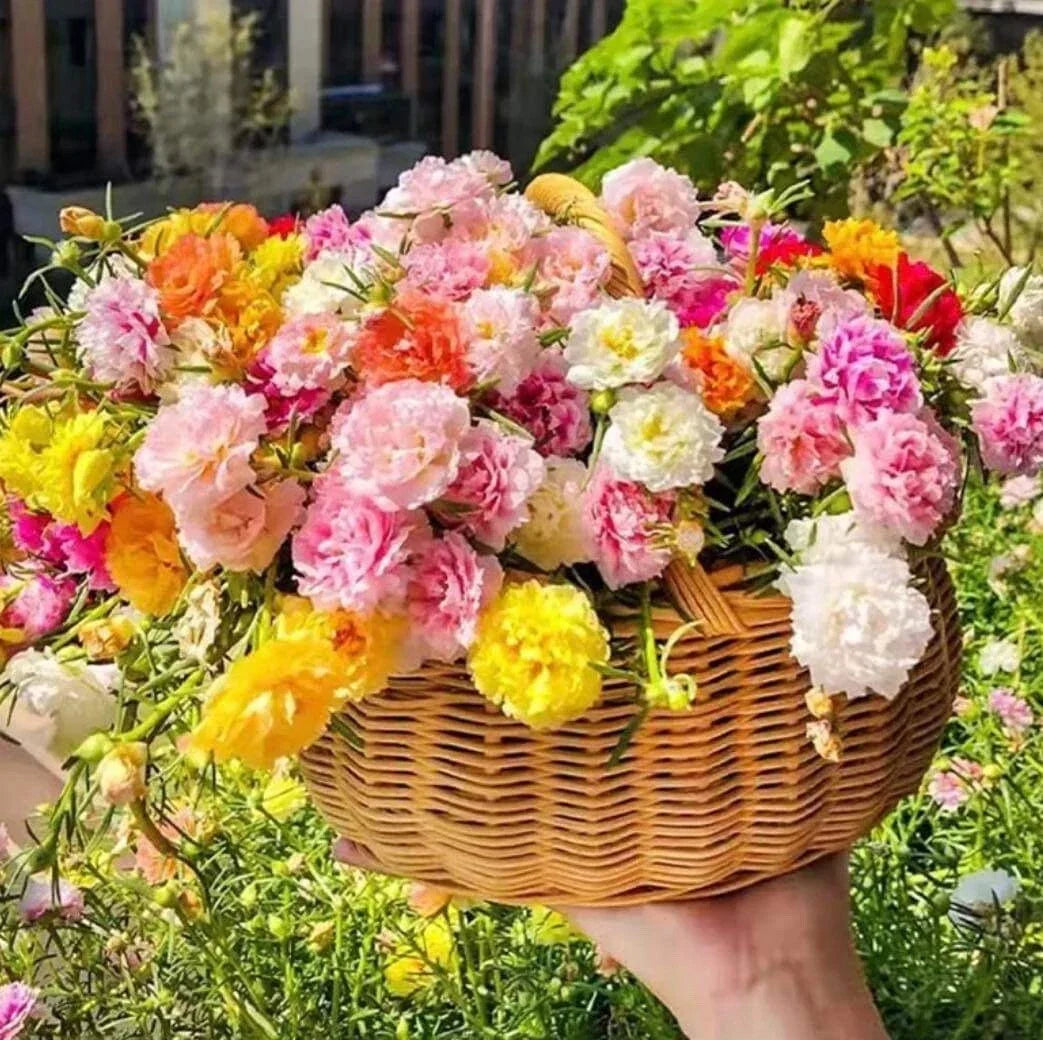 Mixed Moss Rose Seeds - 1000+ Count - Colorful Ground Cover Flowers - Portulaca grandiflora - Drought-Resistant Garden Seeds