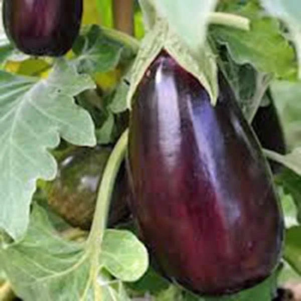 Black Beauty Eggplant Seeds, 500 Count, Heirloom, Non-GMO, Solanum melongena, Vegetable Seeds for Home Gardening