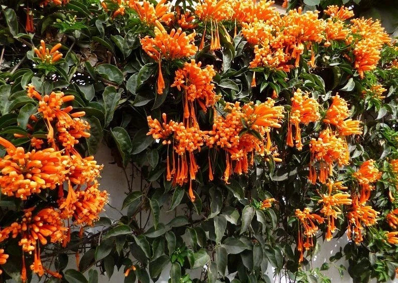 Florida Flame Phyrostegia Vine Starter Plant - Small Rooted, Phyrostegia venusta - Attracts Hummingbirds, Vibrant Orange Red Flowers