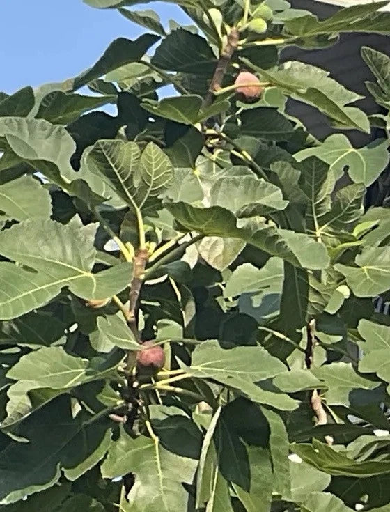 Rooted Brown Turkey Fig Tree 5"-8" Ficus Carica Indoor/Outdoor Fruit Bearing Plant