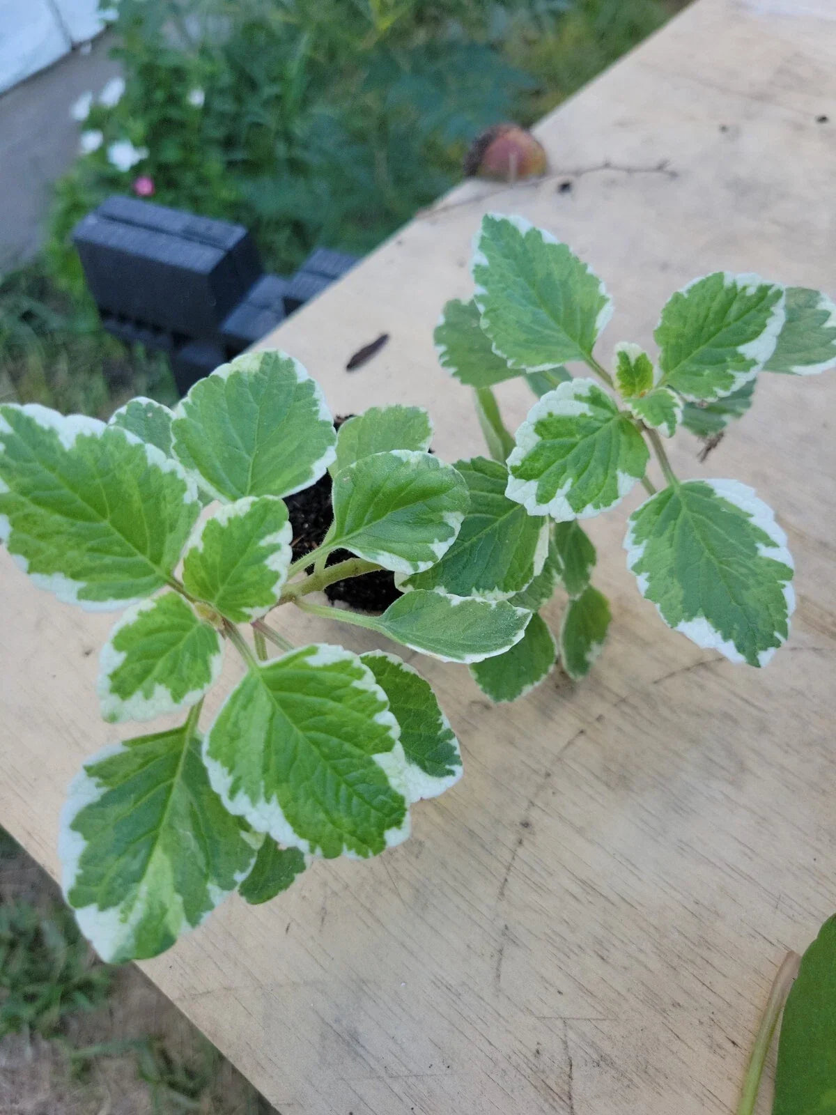 Variegated Cuban Oregano Plant 5 Inches - Plectranthus amboinicus - Mexican Mint, Spanish Thyme - Well Rooted Herb for Garden