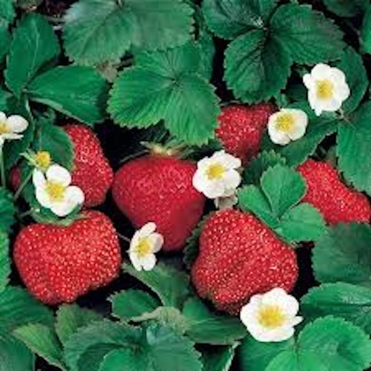 Ozark Beauty Everbearer Strawberry Plant - 10 oz - Fragaria x ananassa - Sweet Red Berries - Perennial Fruit for Zones 3-8