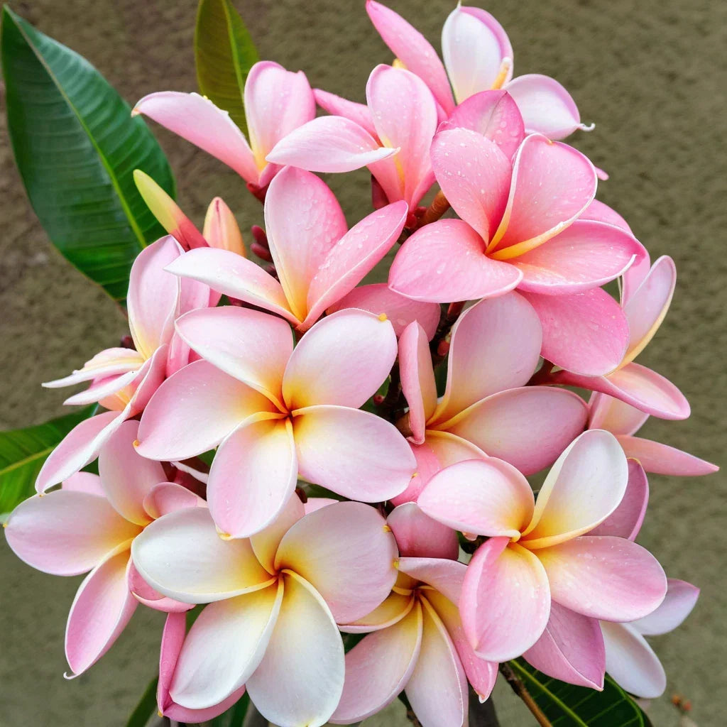 Pale Pink Plumeria Seeds - 5 Frangipani Seeds for Tropical Garden - Plumeria rubra - Perennial Flower Plants