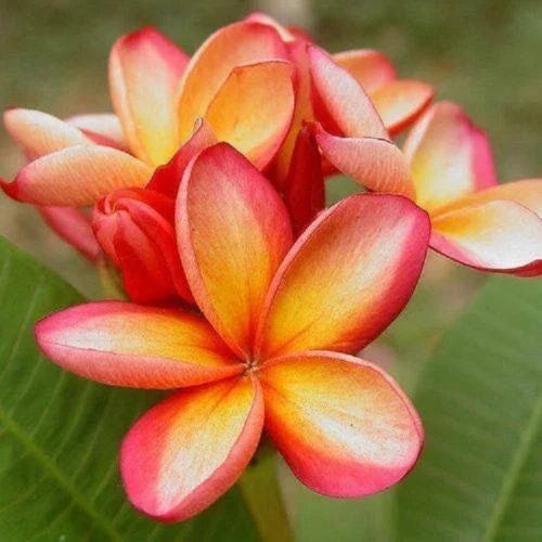 Orange Pink Plumeria Seeds - 5 Pack Hawaiian Flower Lei - Plumeria rubra - Easy to Grow, Fragrant Tropical Blooms