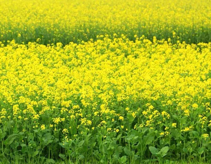 Black Mustard Seeds 1000++ Non-GMO Heirloom Brassica Nigra - Organic Plant Seeds for Garden Growing