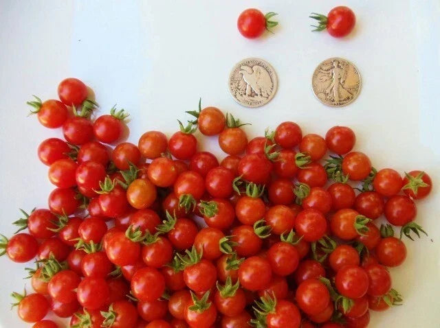 Matt's Wild Cherry Tomato Seeds - 30 Fresh Heirloom Seeds - Super Sweet - Solanum lycopersicum - Home Gardening