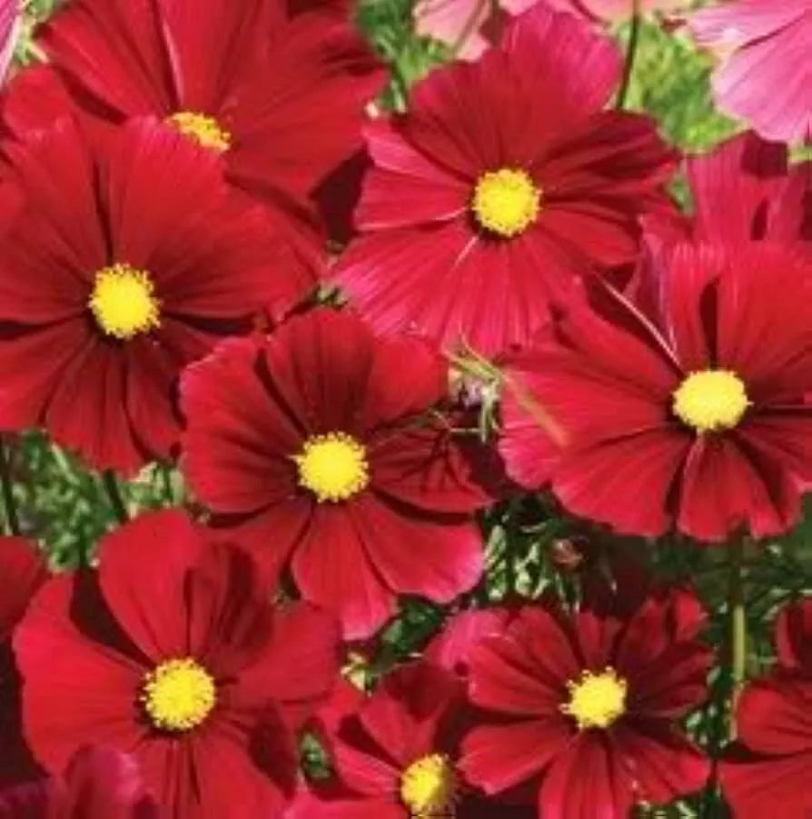 Cosmos Seeds 140 Count Dazzler Red Flowers Cosmos bipinnatus Non-GMO Easy to Grow Annuals for Garden Pollinators