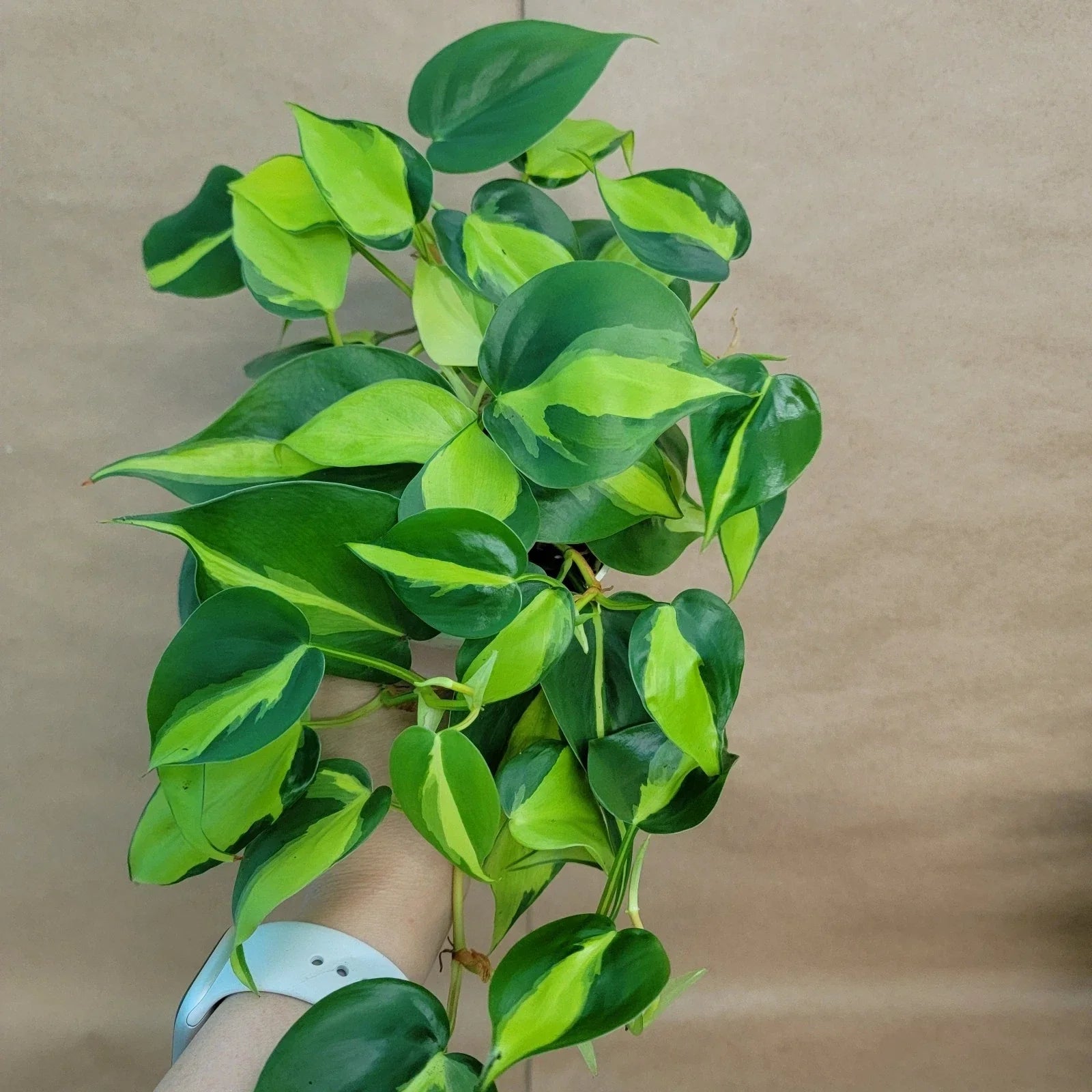 Philodendron Brasil Plant 4" Pot Easy Care Tropical Indoor Air Purifier Philodendron hederaceum 'Brasil'