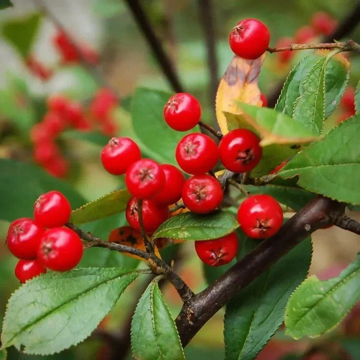 Red Chokeberry Tree 4' Pot - Aronia melanocarpa - Deciduous Shrub with White Flowers & Fall Foliage, Wildlife Friendly