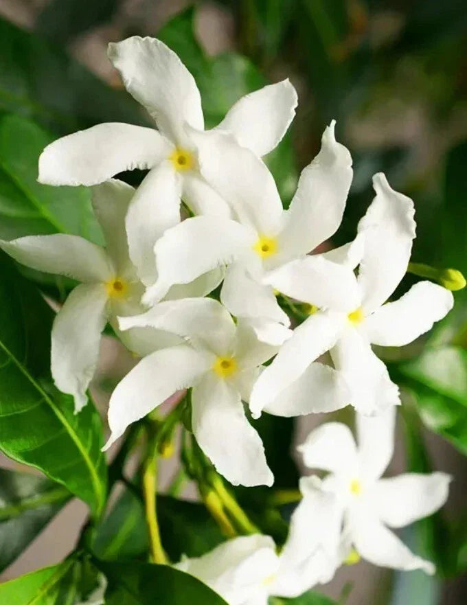 Green Confederate Star Jasmine Plant 6-8" Tall Trachelospermum jasminoides Climber Evergreen with Fragrant Flowers