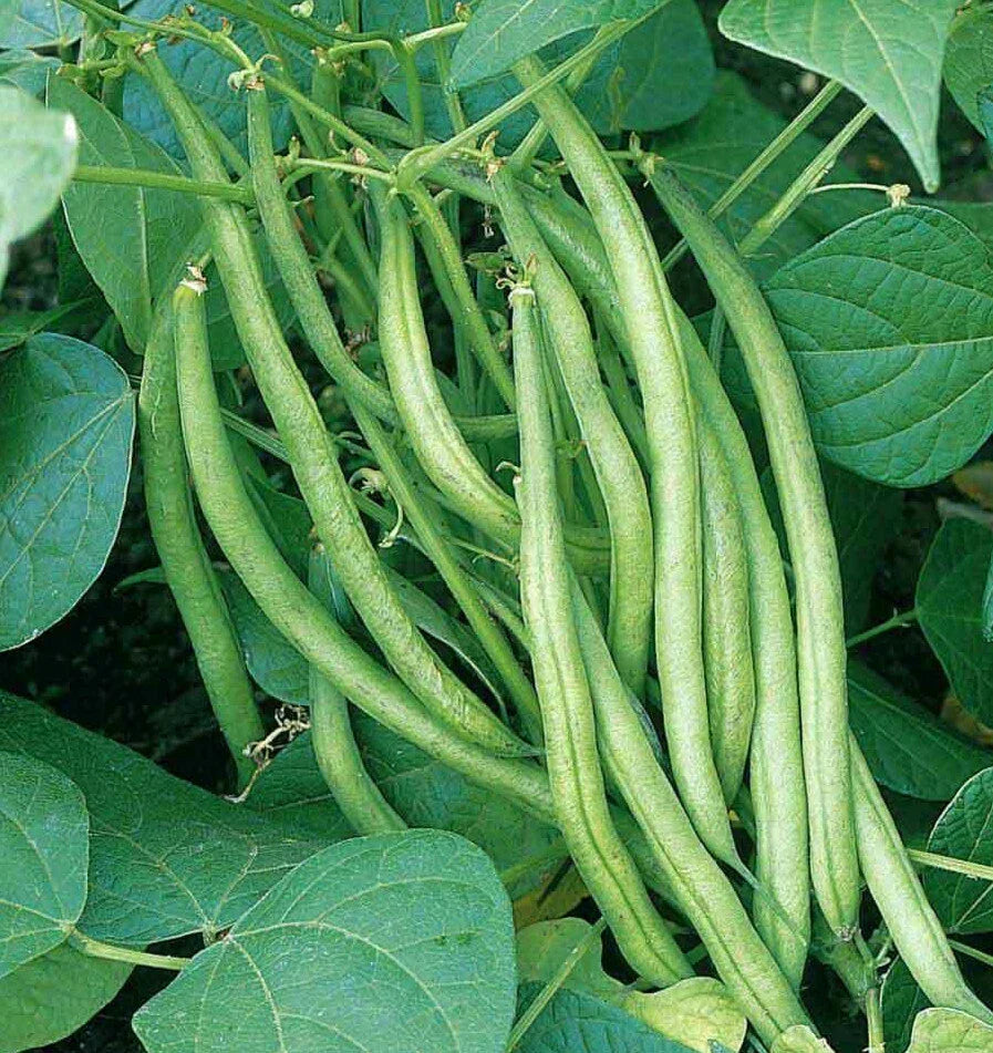 Tendergreen Green Bean Seeds - Heirloom Non-GMO Bush Variety - Phaseolus vulgaris - 100 Seeds for Home Gardening