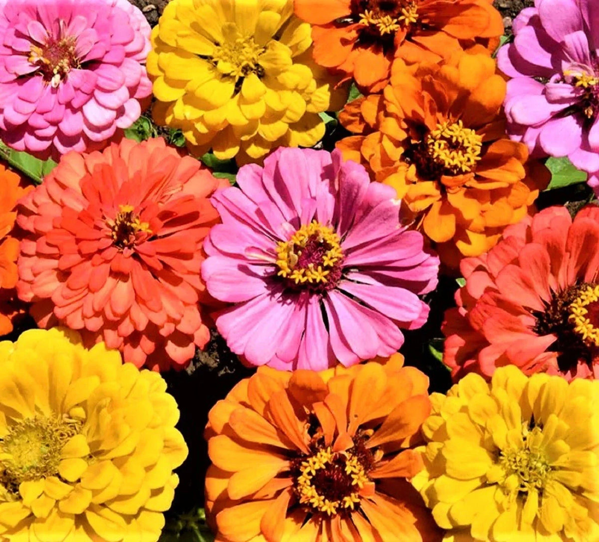 Zinnia Seed Mix - 100+ Non-GMO Seeds - Colorful Annual Flowers - Zinnia elegans for Gardens and Containers