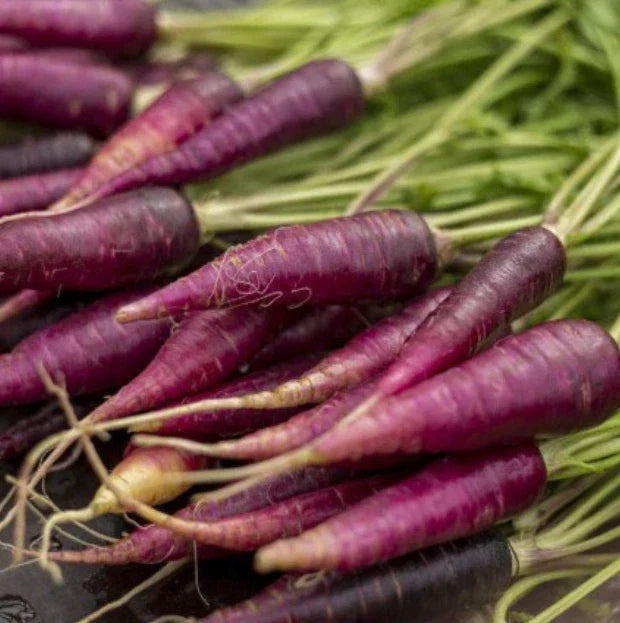 Carrot Seeds - 200 Cosmic Purple Heirloom Seeds - Daucus carota - Unique Vegetable for Home Gardening