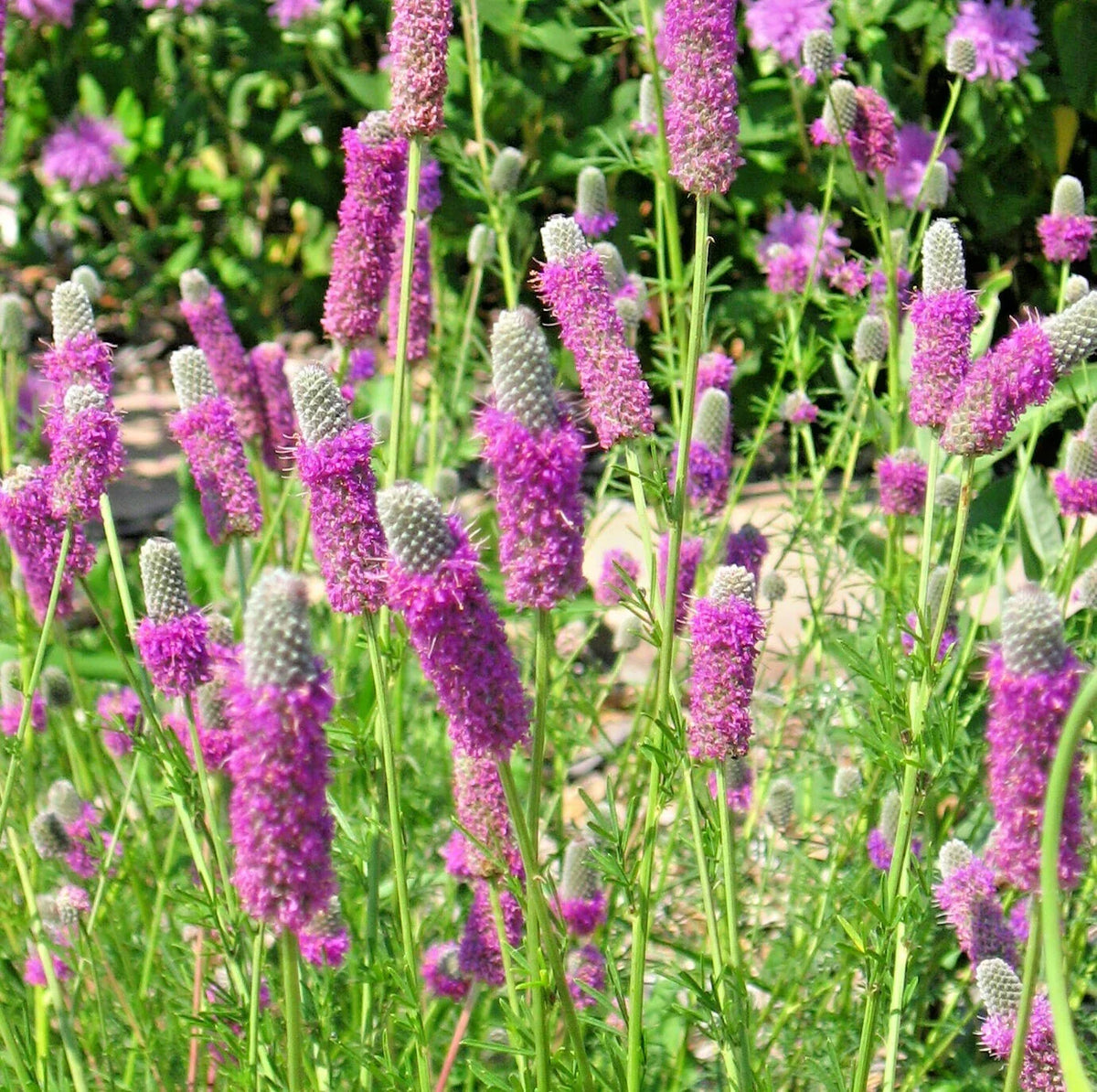 Purple Prairie Clover Seeds - 500+ Count - Drought Resistant Wildflower - Dalea purpurea - Attracts Pollinators, Nitrogen Fixing