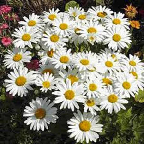 Shasta Daisy Seeds - 25+ Seeds - Bright White/Yellow Flowers - Leucanthemum × superbum - Perennial Garden Planting