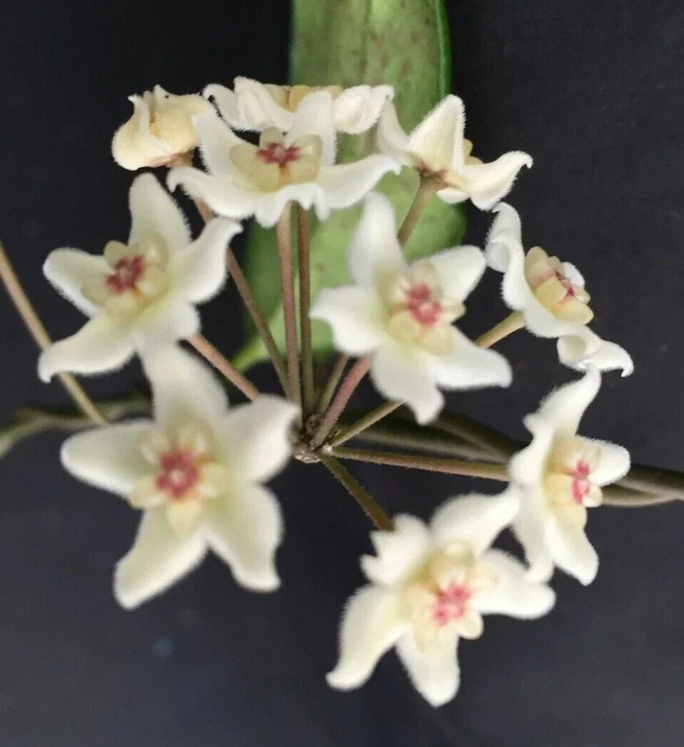 Hoya Oblongacutifolia Rooted Plant 2.5" Pot, Glossy Green Leaves, Low Maintenance Houseplant, Pet-Friendly, Hoya Plant