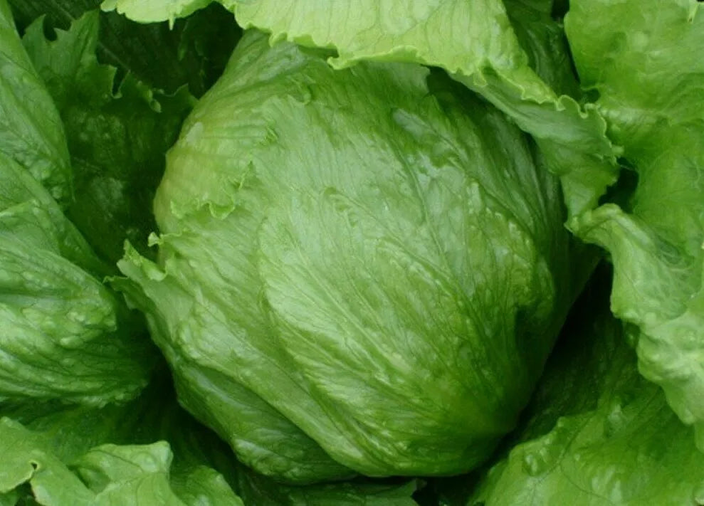 Iceberg Lettuce Seeds 1000+ Count Head Variety Vegetable Garden Salad Lactuca sativa