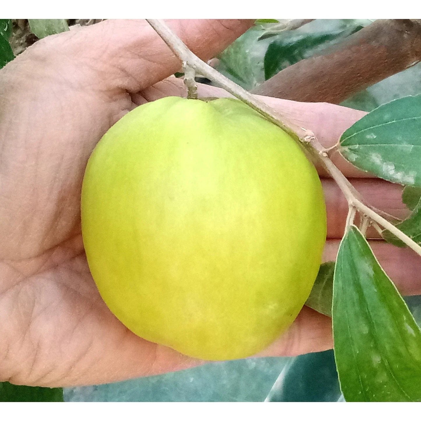 Taiwan Green Jujube Tree Cutting 10" Graft - Large Juicy Sweet Fruit, 19 Brix, Ziziphus jujuba - Perfect for Home Gardens
