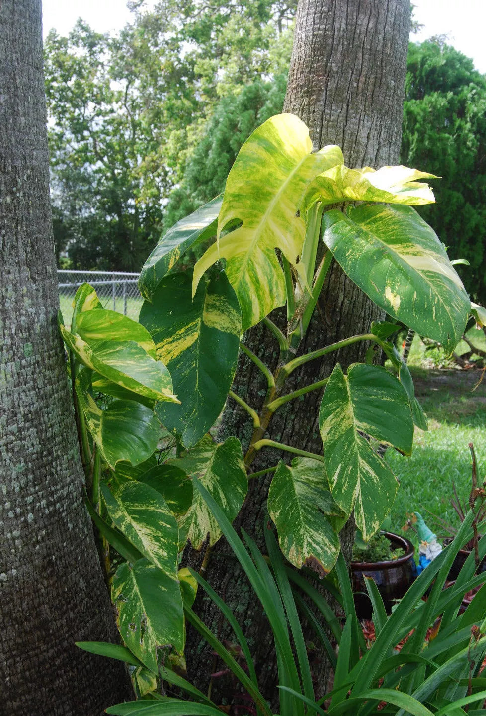 Golden Queen Pothos Vine Plant - Jumbo Size - Epipremnum aureum - Easy Care Indoor Houseplant - Variegated Green & Gold Foliage