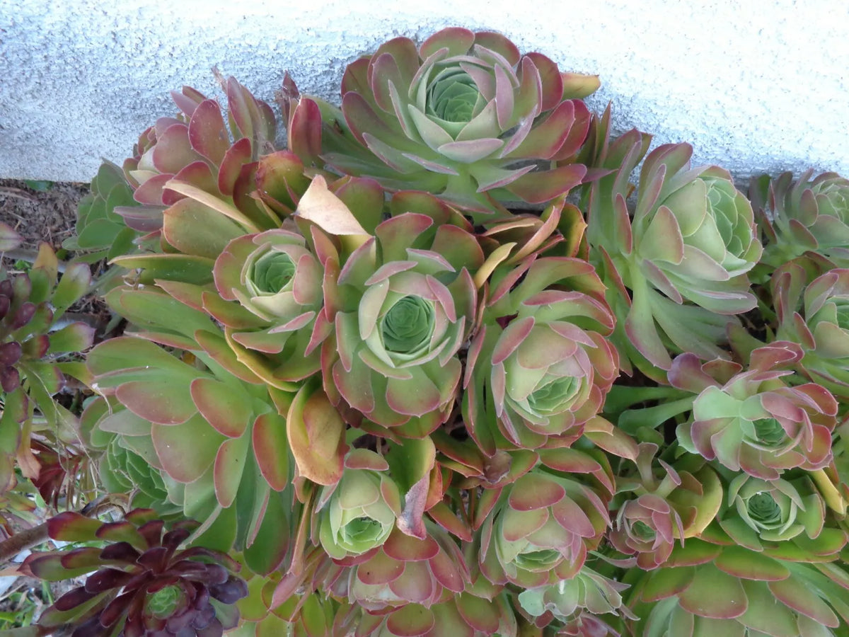 Aeonium Blushing Beauty Cuttings 5"-6" Soil-Free Succulent, Color-Changing Variety, Fresh Cuttings for Indoor Garden