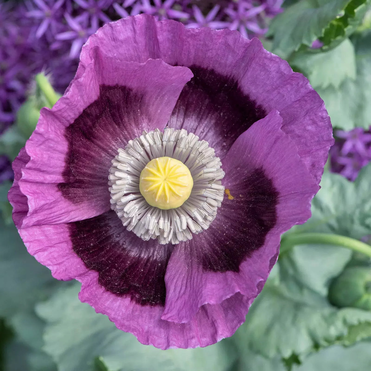 Hungarian Breadseed Poppy Seeds - 1000 Non-GMO Purple Seeds - Papaver somniferum - Ideal for Baking and Garden Decor